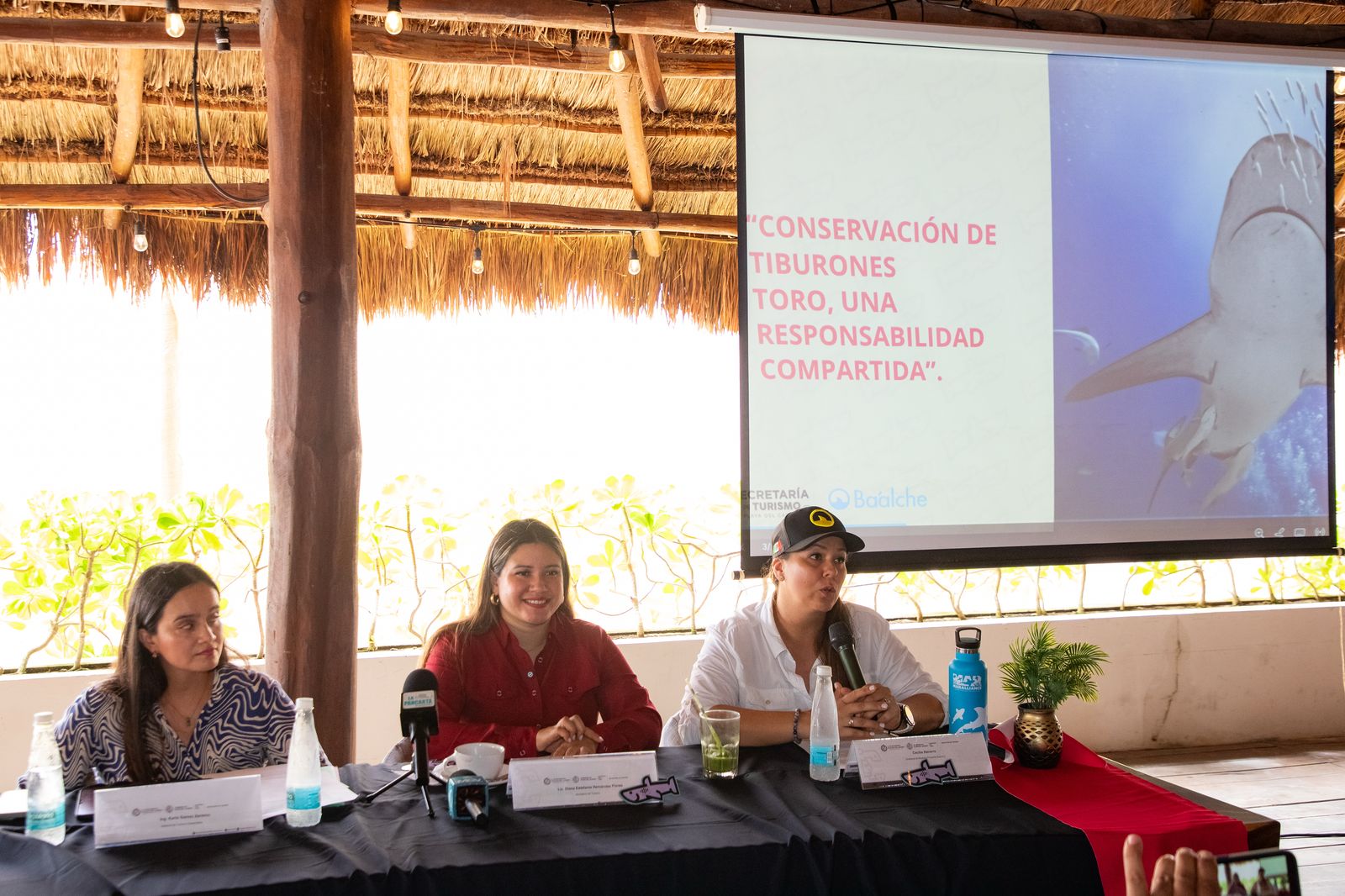 Tiburón toro, emblema de identidad, conservación y turismo sostenible en Playa del Carmen