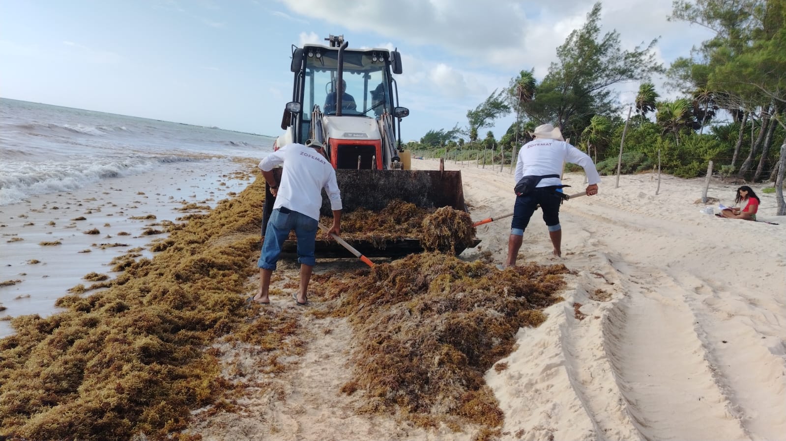 Gobierno de Estefanía Mercado atiende recale atípico de sargazo en playas provocado por surada