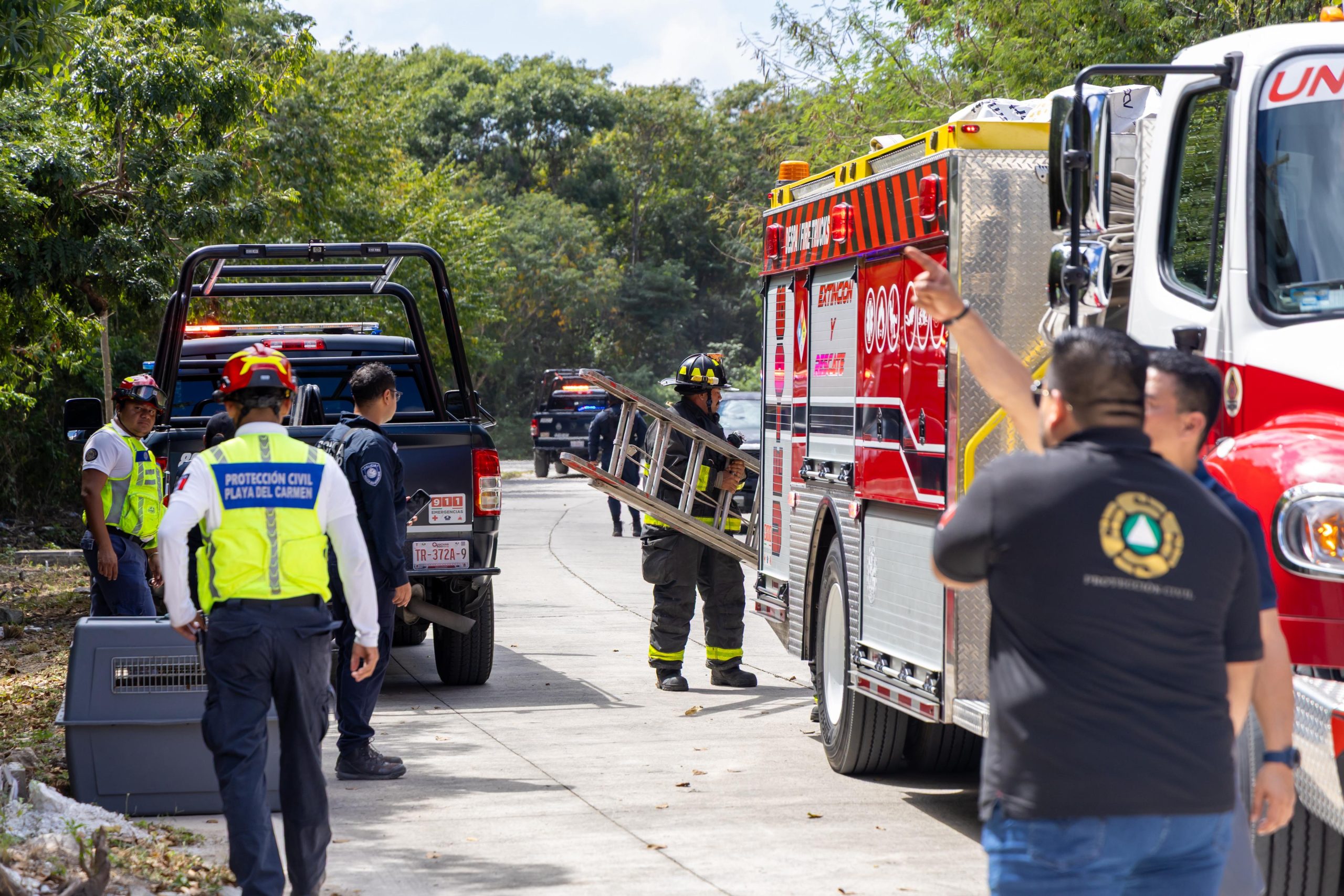 Encabeza Estefanía Mercado rescate emergente y abre expediente por abandono de cuatro “lomitos”
