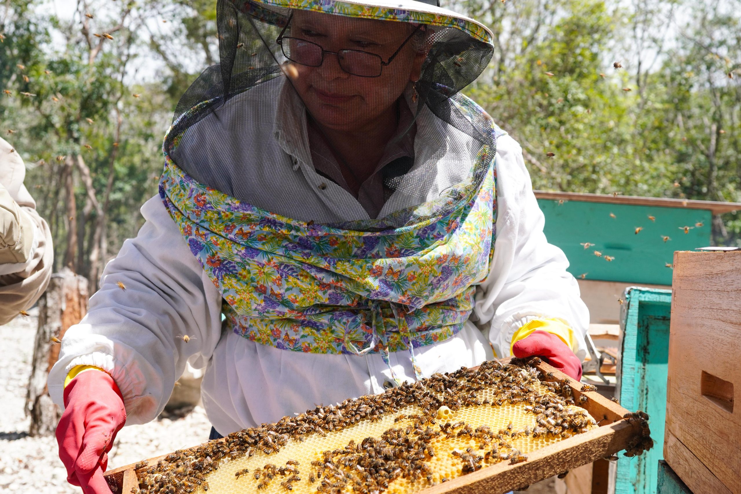 Impulsa gobierno de Playa del Carmen el rescate apícola y la diversificación económica del municipio